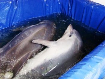 Свободу дельфинам! ВИТА-Магнитогорск требует у властей проверки переездного дельфинария