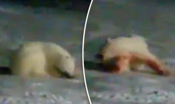 Центр защиты прав животных «ВИТА» требует привлечь виновных в убийстве белой медведицы к ответу  